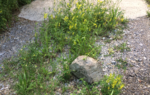 upload_2019-6-19_11-13-32.png