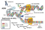 replicacion-del-adn_bg.jpg