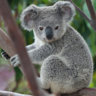 koalakoala