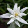 edelweiss