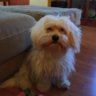 MILU010619